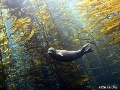 未來最有前途的肥料 海洋生物活性物質的綠色革命