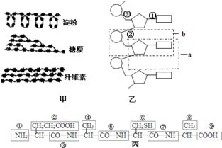 生物大分子的結構模式與合成機制解析