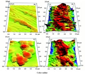 滅活細菌生物膜雜化鈦金屬材料的生物活性研究