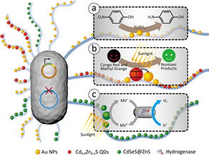 基因工程改造細(xì)菌生物被膜 邁向高效雜化催化材料的新突破